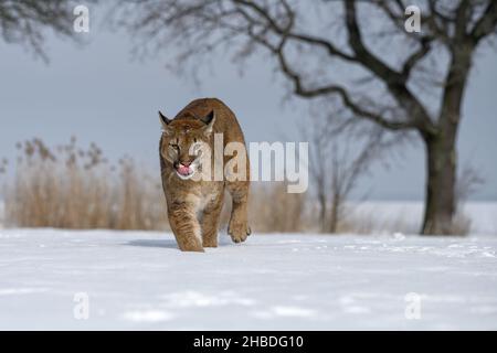 Ein männlicher Puma läuft über eine verschneite Wiese. Stockfoto