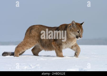 Ein männlicher Puma läuft über eine verschneite Wiese. Stockfoto