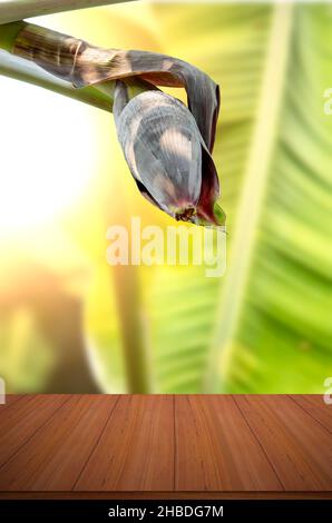 Leerer Tisch mit Bananenblüte im Hintergrund eines schönen sonnigen Bananenbaums Stockfoto