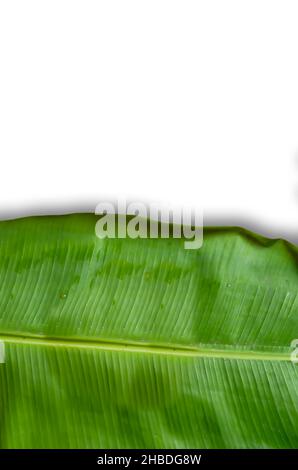 Isoliertes Bananenblatt auf weißem Hintergrund. Stockfoto