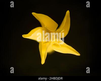 Eine Blume auf schwarzem Hintergrund. Makrofoto. Stockfoto