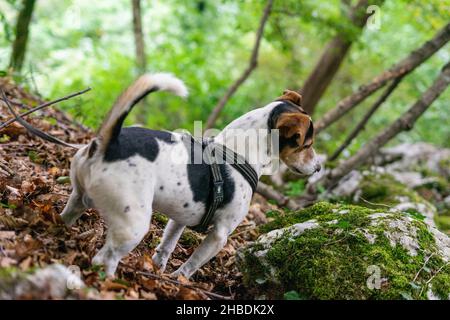 jack russel Hund an der Leine im Wald Stockfoto