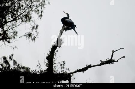 Neapel, Neapel, USA. 18th Dez 2021. An Anhinga sitzt auf einem Baumzweig entlang der 2,25 Meilen langen Promenade Corkscrew Swamp Sanctuary in Naples, FL. Anhinga's, auch Snakebird's genannt, sind Wasservögel. Das Heiligtum schützt 13.450 Hektar alten Zypressenwaldes und andere Lebensräume und wird von der National Audubon Society verwaltet. (Bild: © Bob Karp/ZUMA Press Wire) Stockfoto