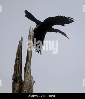 Neapel, Neapel, USA. 18th Dez 2021. Ein Wasservögel namens Anhinga hebt von einem Baumschnuppen entlang der 2,25 Meilen langen Promenade Corkscrew Swamp Sanctuary in Naples, FL, ab. Das Heiligtum schützt 13.450 Hektar alten Zypressenwaldes und andere Lebensräume und wird von der National Audubon Society verwaltet. (Bild: © Bob Karp/ZUMA Press Wire) Stockfoto