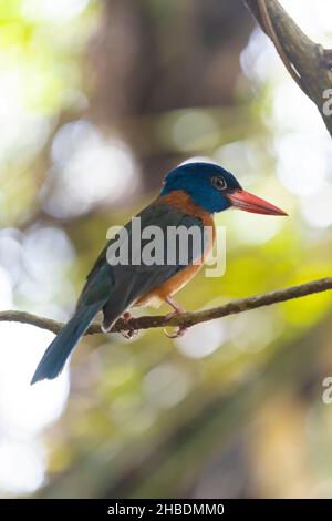 Eisvögel, die auf einem Baumzweig (Grünrückenvögel, Actenoides monachus) im Tangkoko-Nationalpark, Indonesien, thront Stockfoto