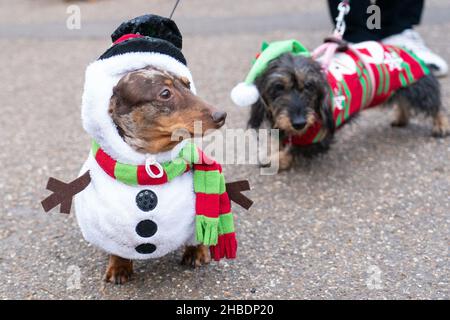 Bruno (links), gekleidet als Schneemann, beim jährlichen Hyde Park Sausage Walk im Hyde Park, London, während sich Dackel und ihre Besitzer treffen, um die Weihnachtszeit mit vielen der Wursthunde in schicken Kleidern zu feiern. Bilddatum: Sonntag, 19. Dezember 2021. Stockfoto