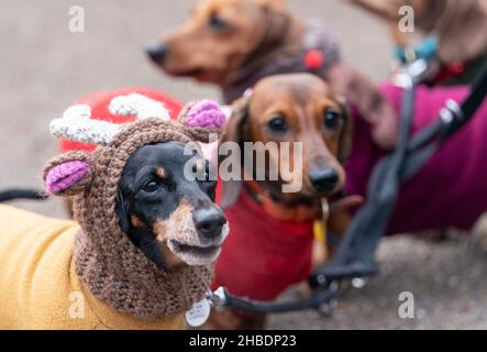 Dackel beim jährlichen Hyde Park Sausage Walk im Hyde Park, London, während sich Dackel und ihre Besitzer treffen, um die Weihnachtszeit mit vielen der Wursthunde in schicken Kleidern zu feiern. Bilddatum: Sonntag, 19. Dezember 2021. Stockfoto