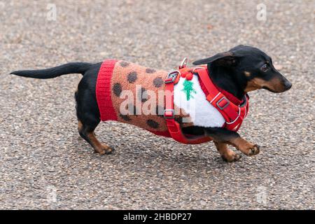 Dackel beim jährlichen Hyde Park Sausage Walk im Hyde Park, London, während sich Dackel und ihre Besitzer treffen, um die Weihnachtszeit mit vielen der Wursthunde in schicken Kleidern zu feiern. Bilddatum: Sonntag, 19. Dezember 2021. Stockfoto