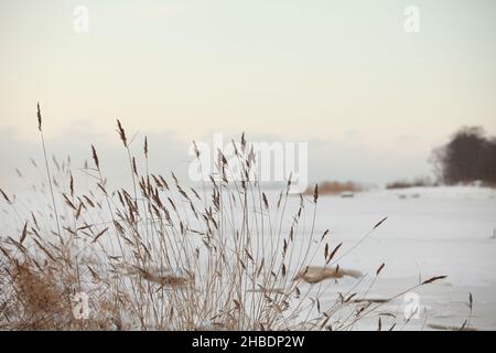 Kalter Wind schüttelt die trockenen Schilfhalme, der Wintersee ist mit weißem Schnee bedeckt Stockfoto