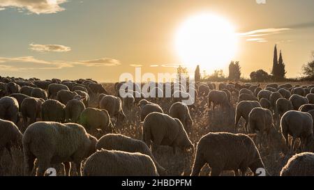 Herde von Schafen und Ziegen auf der Transhumanz, die durch Madrid führt Stockfoto