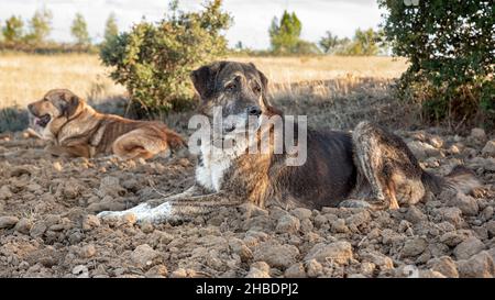 Ein Schäferhund in einem Moment der Ruhe wacht über die Herde von Schafen. Konzepte von Chef, Lob, Dankbarkeit, Gehorsam, Liebe, Freundschaft, Führung, fol Stockfoto