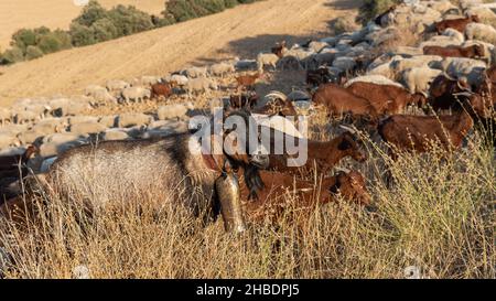 Herde von Schafen und Ziegen auf dem Land Stockfoto