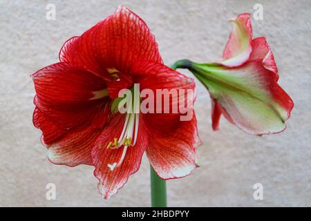 Rote Amaryllis mit langen weißen Staubgefäßen, rote Amaryllis mit Wandhintergrund, rote Blumen Makro, Schönheit in der Natur, Blumenfoto, Makrofotografie, Stockfoto