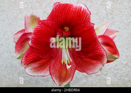 Rote Amaryllis mit zarten Blütenblättern und langen weißen Staubblättern, rote Amaryllis mit Wandhintergrund, Blütenkopf, rotes Blumenmakro, Schönheit in der Natur, Stockfoto