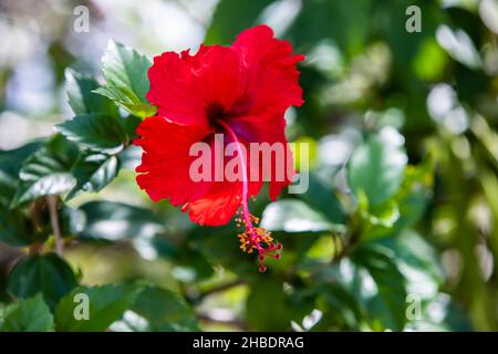 Nahaufnahme der roten Hibiscus rosa-Sinensis-Blume auf üppigem grünem Hintergrund in Costa Rica Stockfoto