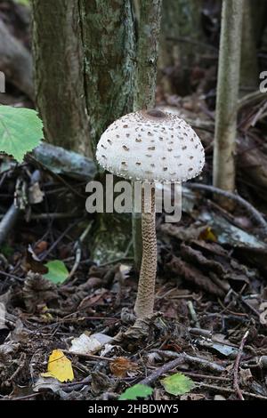 Macrolepiota procera, im Allgemeinen bekannt als Parasolpilz, Wildpilz aus Finnland Stockfoto