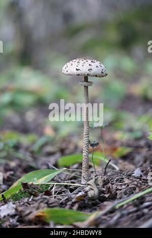 Macrolepiota procera, im Allgemeinen bekannt als Parasolpilz, Wildpilz aus Finnland Stockfoto