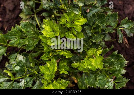 Üppiges Grün eines Sellerie-Busches aus der Nähe im Garten. Draufsicht. Hintergrund. Stockfoto