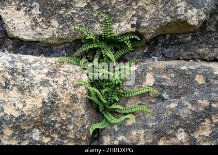 Maidenhair-Spleenwort Fern wächst aus Hadrians Wall, Northumberland. Stockfoto