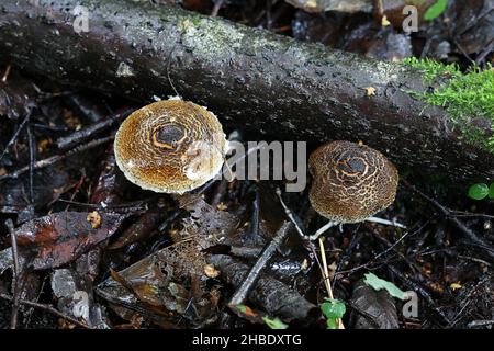 Lepiota grangei, bekannt als der Grüne Dapperling, Wildpilz aus Finnland Stockfoto