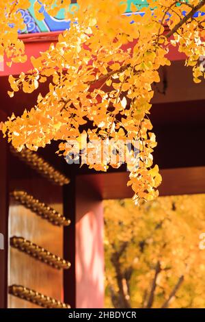 Peking Herbst ditan Park Blick schönen Herbst Stockfoto