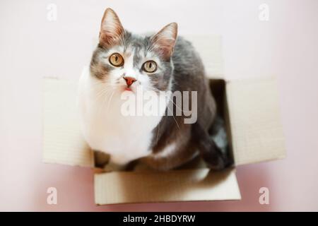 Schöne Katze sitzt in einem Karton und schaut nach oben. Schönes, gepflegtes Haustier wartet auf Sie. Fokussierter Blick der Katze. Stockfoto