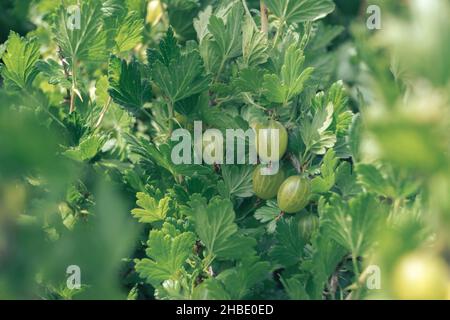Nahaufnahme von Stachelbeeren auf einem Stachelbeerbusch, auf einer Farm. Hintergrund Frische junge Beeren. Makrofotografie. Stockfoto
