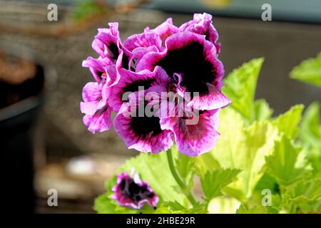 Unten Hortensie, Hydrangea Macrophylla, auch bekannt als Französisch Hortensie, Lacecap-Hortensien und Mophead Hydrangea Hortensia Stockfoto