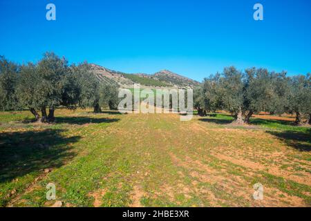 Olivenhain. Fuente el Fresno, Ciudad Real Provinz, Castilla La Mancha, Spanien. Stockfoto