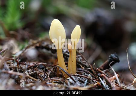 Spathularia flavida, allgemein bekannt als die gelbe Erdzunge, der gelbe Fächer oder der Feenfan. Wilder Pilz aus Finnland Stockfoto