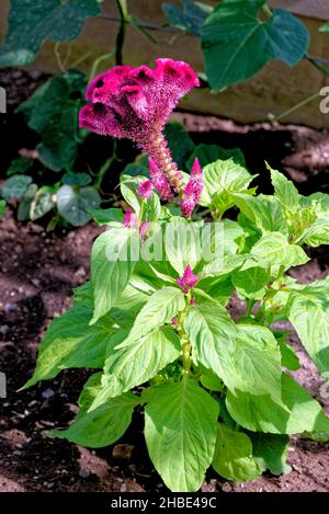 Nahaufnahme einer Celosia, Celosia argentea - Falingo Celosia Blume Stockfoto