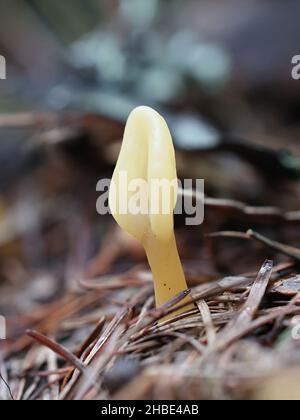 Spathularia flavida, allgemein bekannt als die gelbe Erdzunge, der gelbe Fächer oder der Feenfan. Wilder Pilz aus Finnland Stockfoto