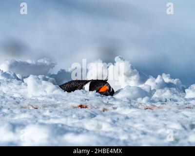 Gentoo Penguin, Pygoscelis papua, begraben an seinem Nest aufgrund von starkem Schnee, Pleneau Island, Antarktische Halbinsel Stockfoto