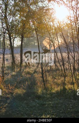 Spektakuläres Wildwildwild-Buck schnaubend an einem wunderschönen Herbstmorgen. Stockfoto