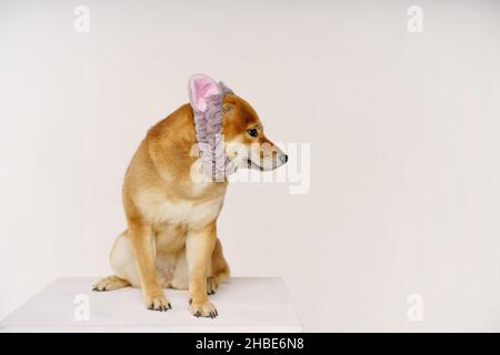 Haustierliebhaber-Konzept. Japanischer Hund auf hellem Hintergrund mit Stirnband in Form von Katzenohren. Shiba inu ist ein japanischer Hund, der auf der ganzen Welt bekannt ist. Stockfoto