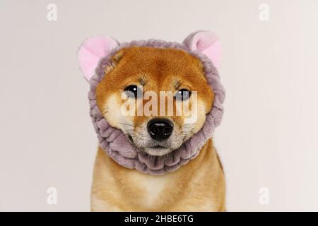 Haustierliebhaber-Konzept. Japanischer Hund auf hellem Hintergrund mit Stirnband in Form von Katzenohren. Shiba inu ist ein japanischer Hund, der auf der ganzen Welt bekannt ist. Stockfoto