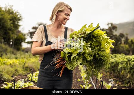 Fröhlicher Bio-Bauer, der frisch gepflücktes Gemüse auf einem landwirtschaftlichen Feld hält. Selbstnachhaltige junge Frau, die frische grüne Produkte in sich sammelt Stockfoto