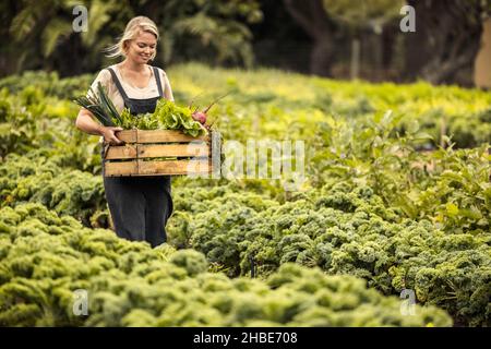 Weibliche Gemüsehäuerin, die in ihrem Garten erntet. Fröhliche junge Bio-Farmerin hält eine Schachtel mit frisch gepflückten Produkten, während sie durch ihr VE geht Stockfoto