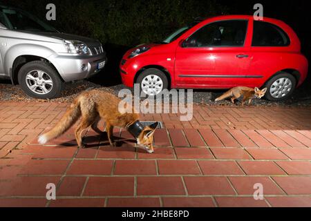 Europäischer Rotfuchs, (Vulpus vulpus), zwei auf dem Hausgelände, einer mit Pflanzentopf um den Hals, auf Nahrungssuche, Niedersachsen, Deutschland Stockfoto