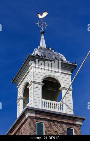 Dohlen, (Corvus monedula), Herde auf Kirchturm, im Dorf De Cocksdorp, Insel Texel, Holland, Europa Stockfoto