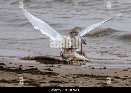 Möwen kämpfen um einen toten Fisch Stockfoto