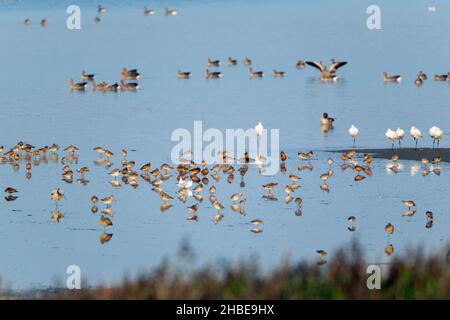 Verschiedene Arten von Watvögeln, Gänsen und Enten, Fütterung in Mündung, im Herbst, Insel Texel, Niederlande Stockfoto