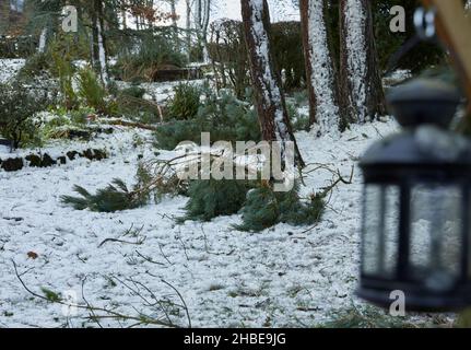 Der Wind hat in der Vornacht Schäden an Bäumen durch Sturm Arwen verursacht Stockfoto