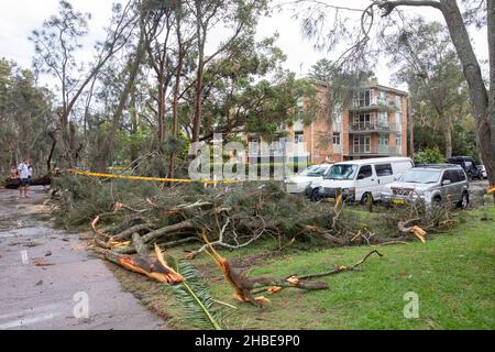 Die nördlichen Strände von Sydney wurden von einem Sturm getroffen, Stromleitungen heruntergefahren, Bäume niedergeschlagen, ein Todesfall, Bäume um den Narrabeen Lake entwurzelt, Narrabeen Area, NSW Stockfoto