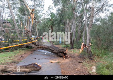 Die nördlichen Strände von Sydney wurden von einem Sturm getroffen, Stromleitungen heruntergefahren, Bäume niedergeschlagen, ein Todesfall, Bäume um den Narrabeen Lake entwurzelt, Narrabeen Area, NSW Stockfoto