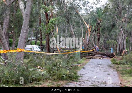 Die nördlichen Strände von Sydney wurden von einem Sturm getroffen, Stromleitungen heruntergefahren, Bäume niedergeschlagen, ein Todesfall, Bäume um den Narrabeen Lake entwurzelt, Narrabeen Area, NSW Stockfoto