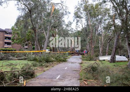 Sydney Nordstrände von Freak Sturm, Stromleitungen unten, Bäume unten, ein Todesfall, Bäume um Narrabeen Lake entwurzelt, Narrabeen Area, Australien Stockfoto