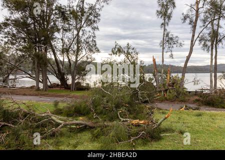 Die nördlichen Strände von Sydney wurden von einem Sturm getroffen, Stromleitungen heruntergefahren, Bäume niedergeschlagen, ein Todesfall, Bäume um den Narrabeen Lake entwurzelt, Narrabeen Area, NSW Stockfoto