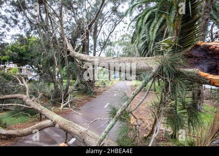 Die nördlichen Strände von Sydney wurden von einem Sturm getroffen, Stromleitungen heruntergefahren, Bäume niedergeschlagen, ein Todesfall, Bäume um den Narrabeen Lake entwurzelt, Narrabeen Area, NSW Stockfoto