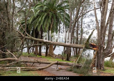 Die nördlichen Strände von Sydney wurden von einem Sturm getroffen, Stromleitungen heruntergefahren, Bäume niedergeschlagen, ein Todesfall, Bäume um den Narrabeen Lake entwurzelt, Narrabeen Area, NSW Stockfoto